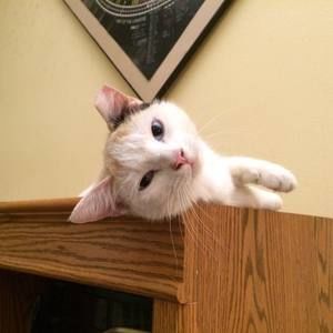 Meet your Posher, Shelly